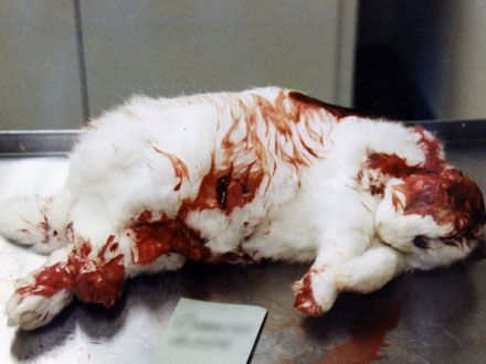50321192849240ca3f45b02ec7ce3390--stop-animal-testing-stop-animal-cruelty.jpg