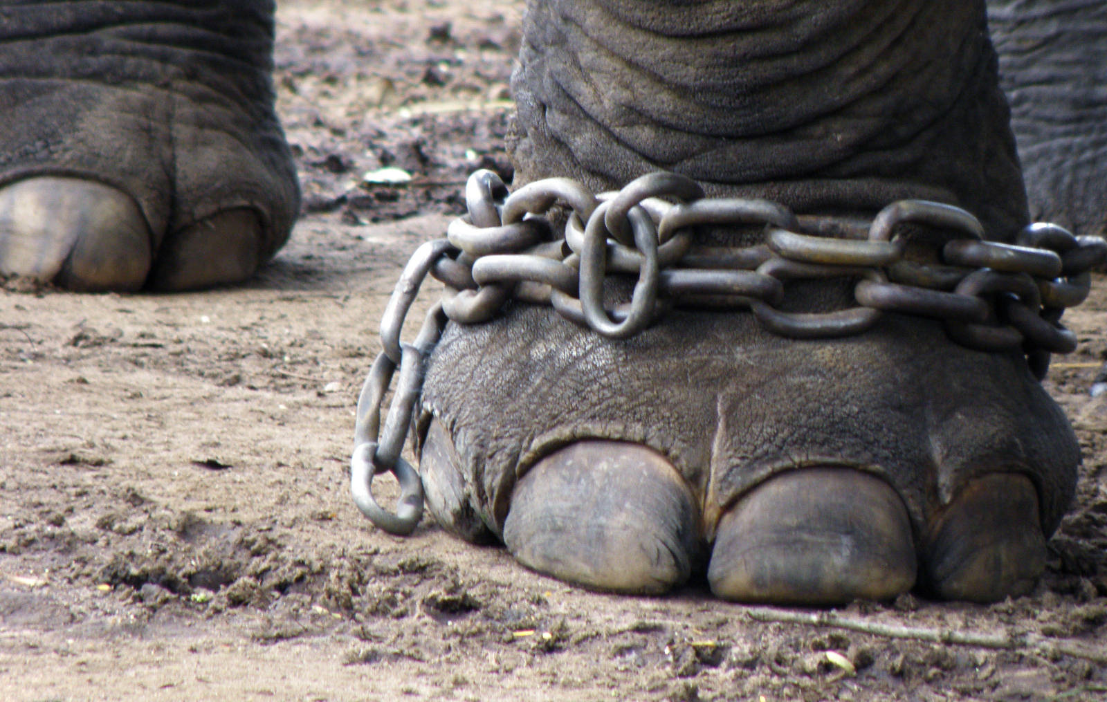 5-Reasons-Why-Animal-Circuses-in-the-U.S.-Need-to-be-Banned-NOW.jpg