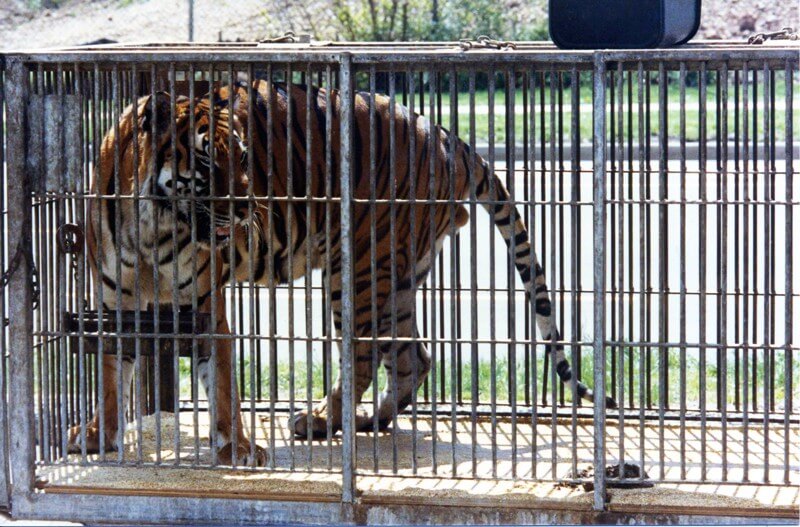 Circus-Tiger-Big-Cat-In-Cage.jpg