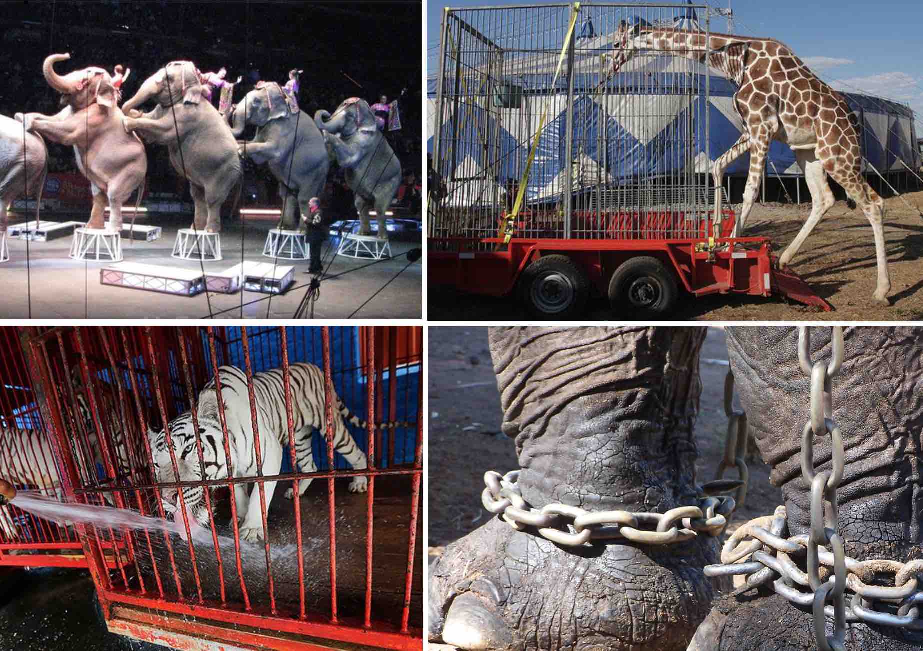 Circus-animal-abuse.jpg