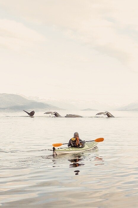 Go whale watching in Norway
