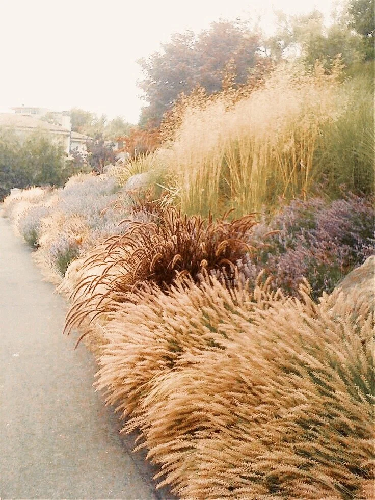 Plant your dream garden