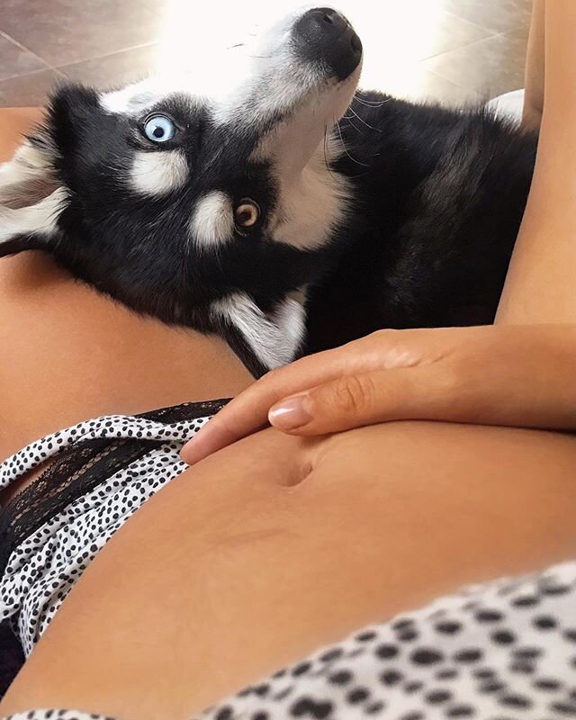 Inka is impatient to become a big sister to her baby brother! 
She&rsquo;s truly the cutest to my bump, always trying to lick my belly, and rest her head on my belly ☁️ 👶🏽 🐺