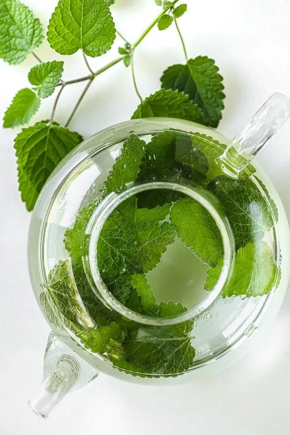 Nature’s Pharmacy: Top Healing Herbs for Summer Wellness