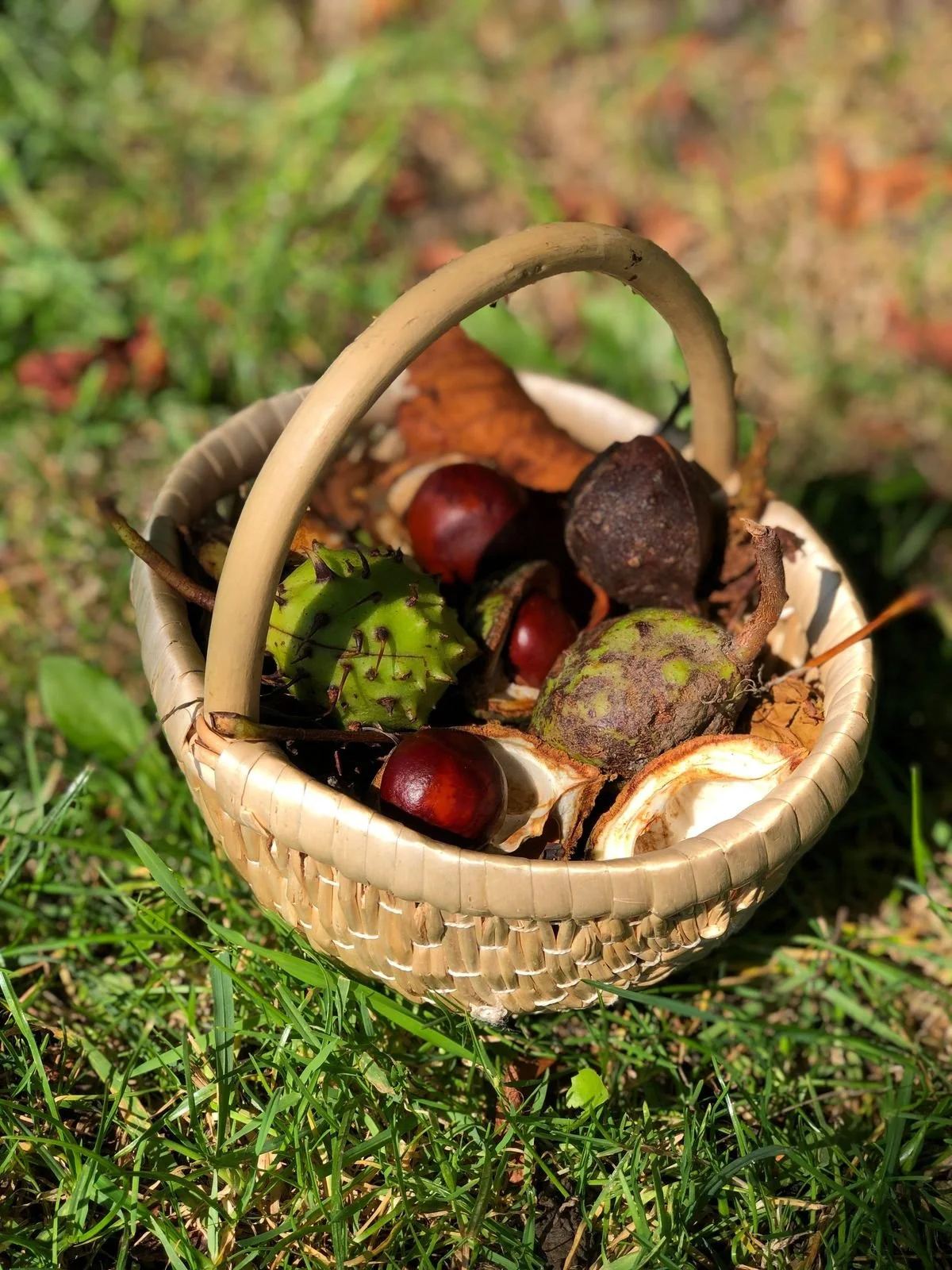 A Basket for Every Walk: What We Bring Home in Autumn