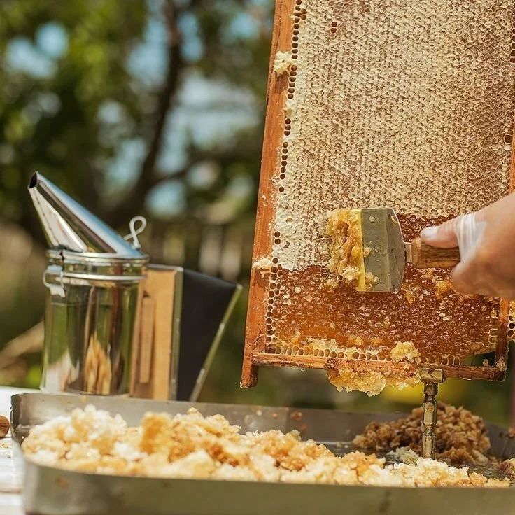 The Truth About Honey: What Happened to Nature’s Medicine