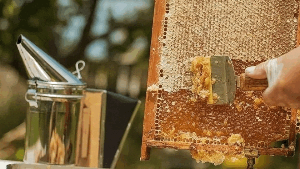 The Truth About Honey.gif