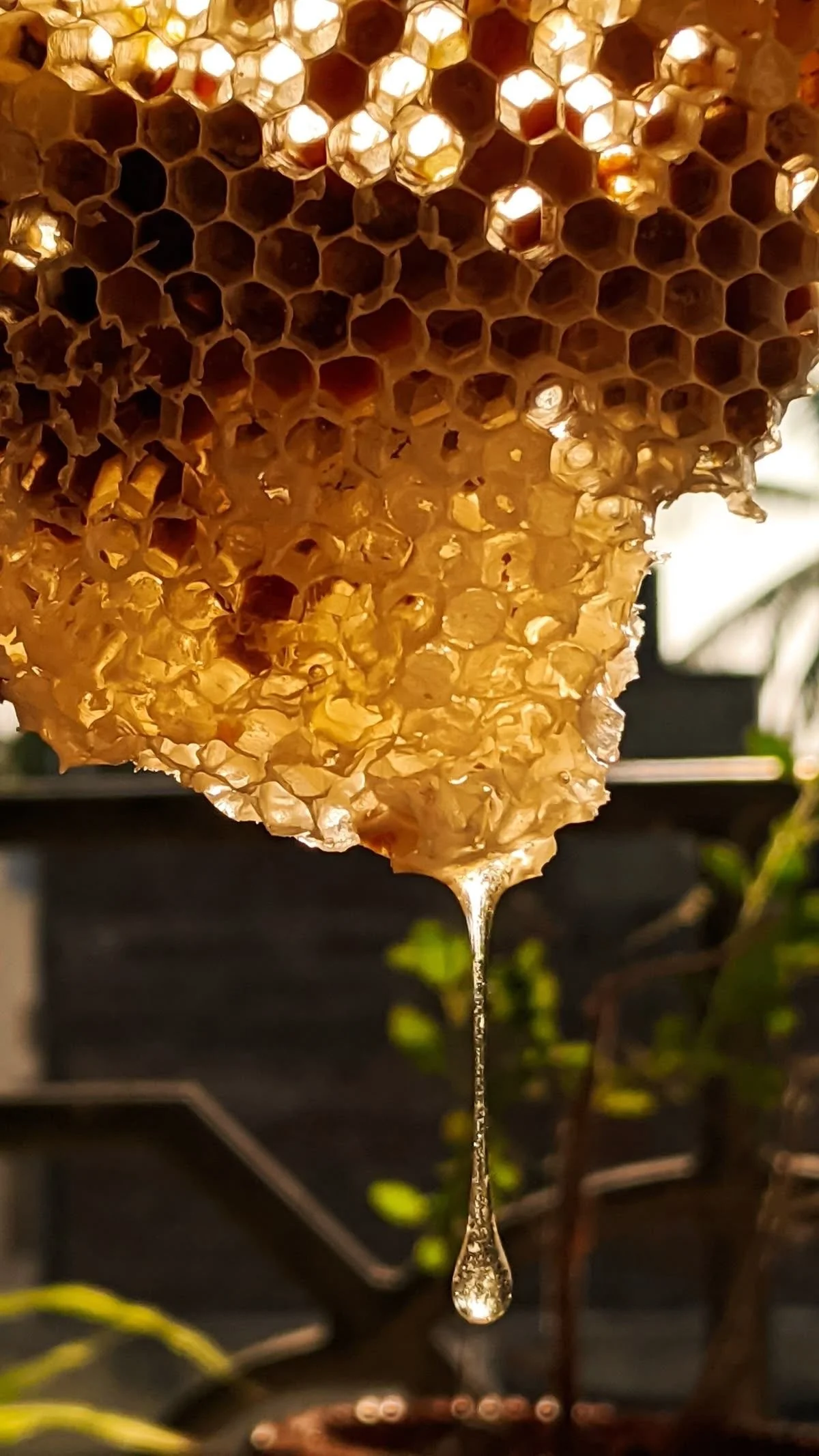 What Makes Real Honey Healing