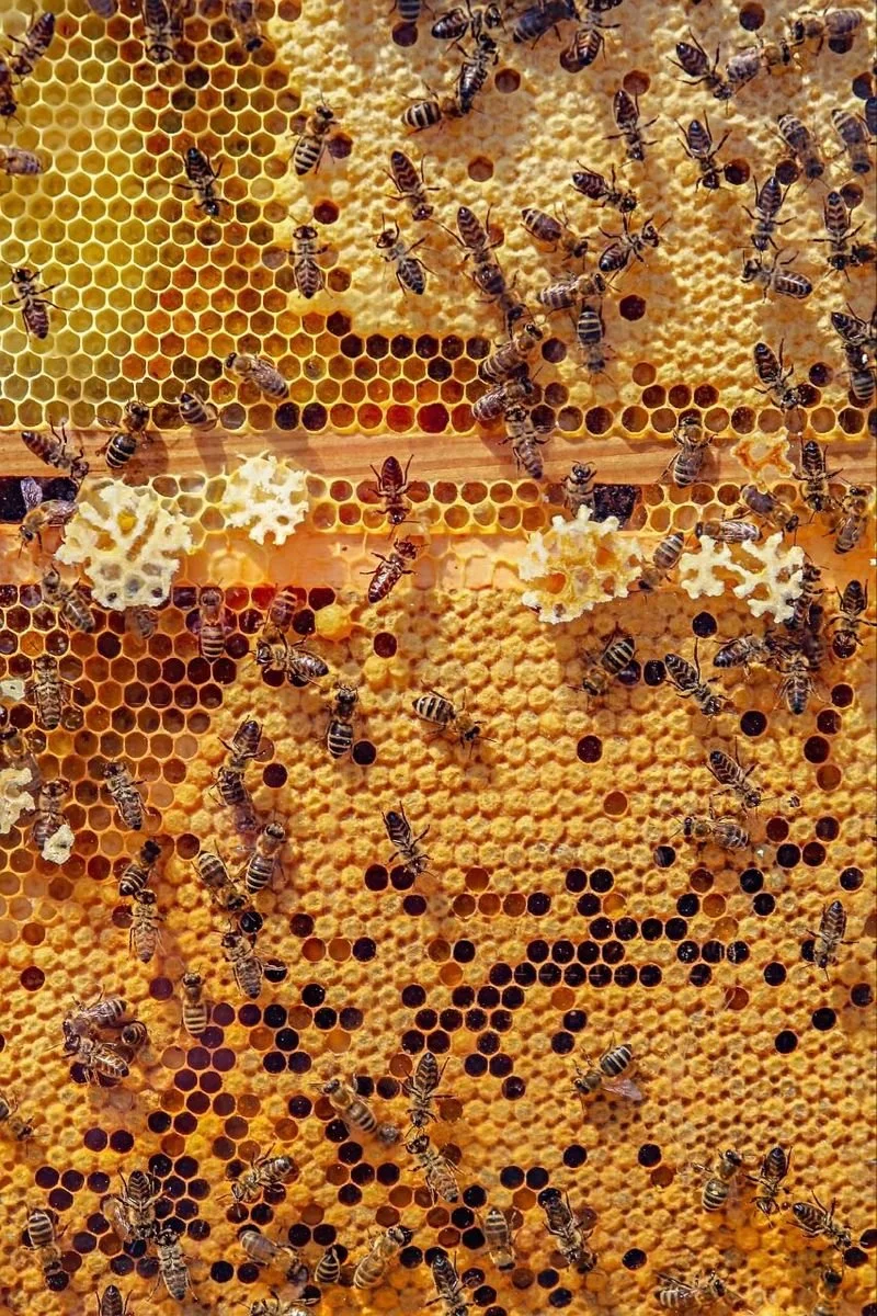 Healing with Honey: How We Use It Daily