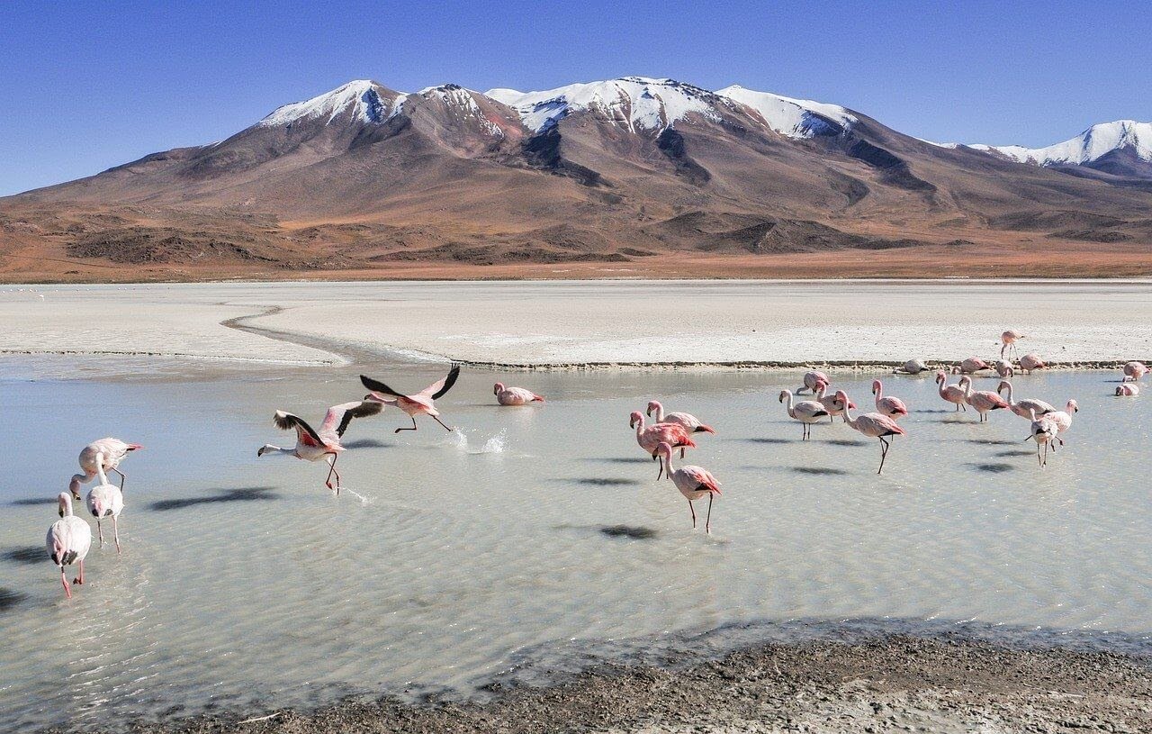 Snowy cap of the andes mountains taken from Bolivian rose sea salt lake (solar de uyunui) with flamingoes