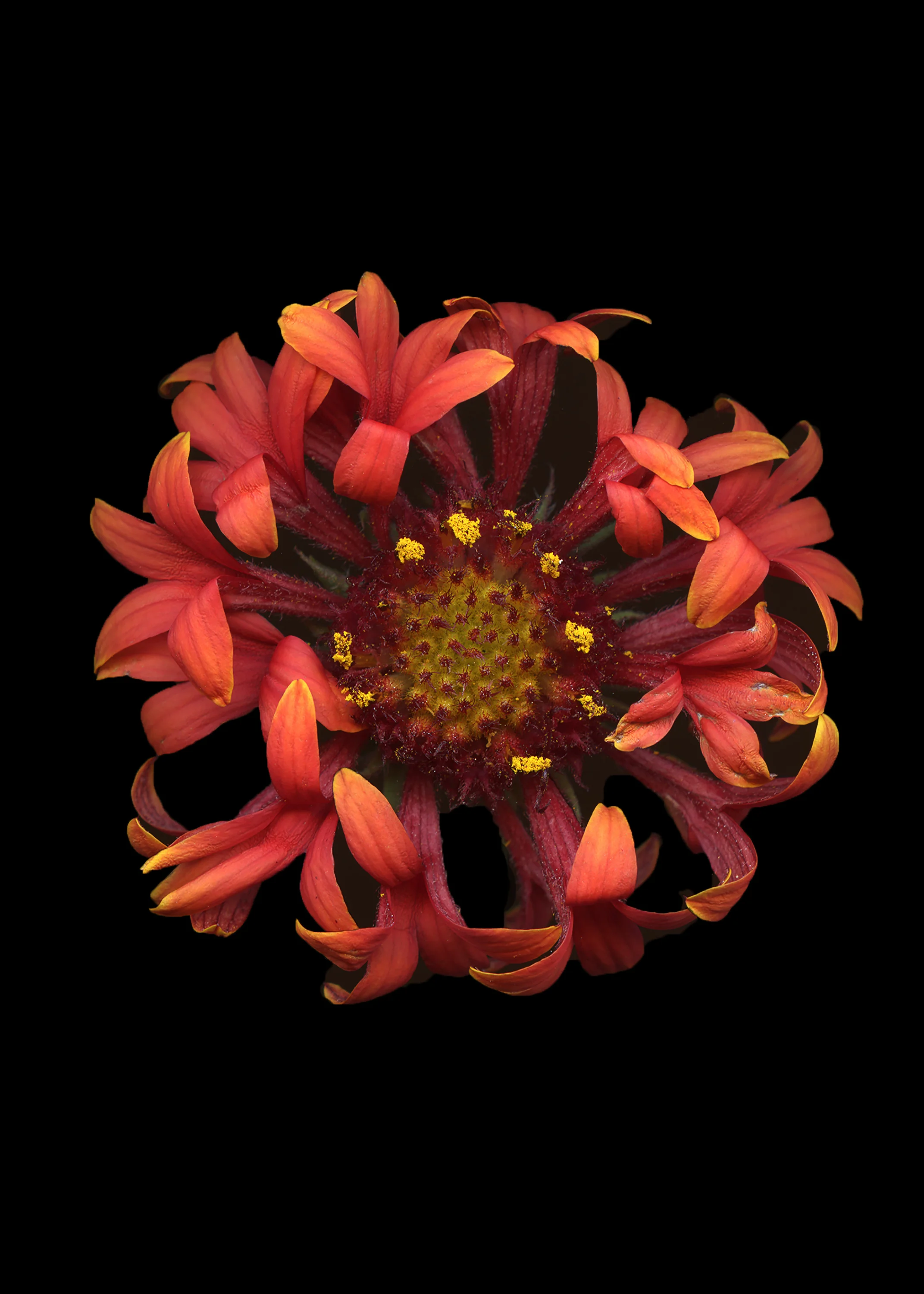 orangeflowerroadside037.jpg