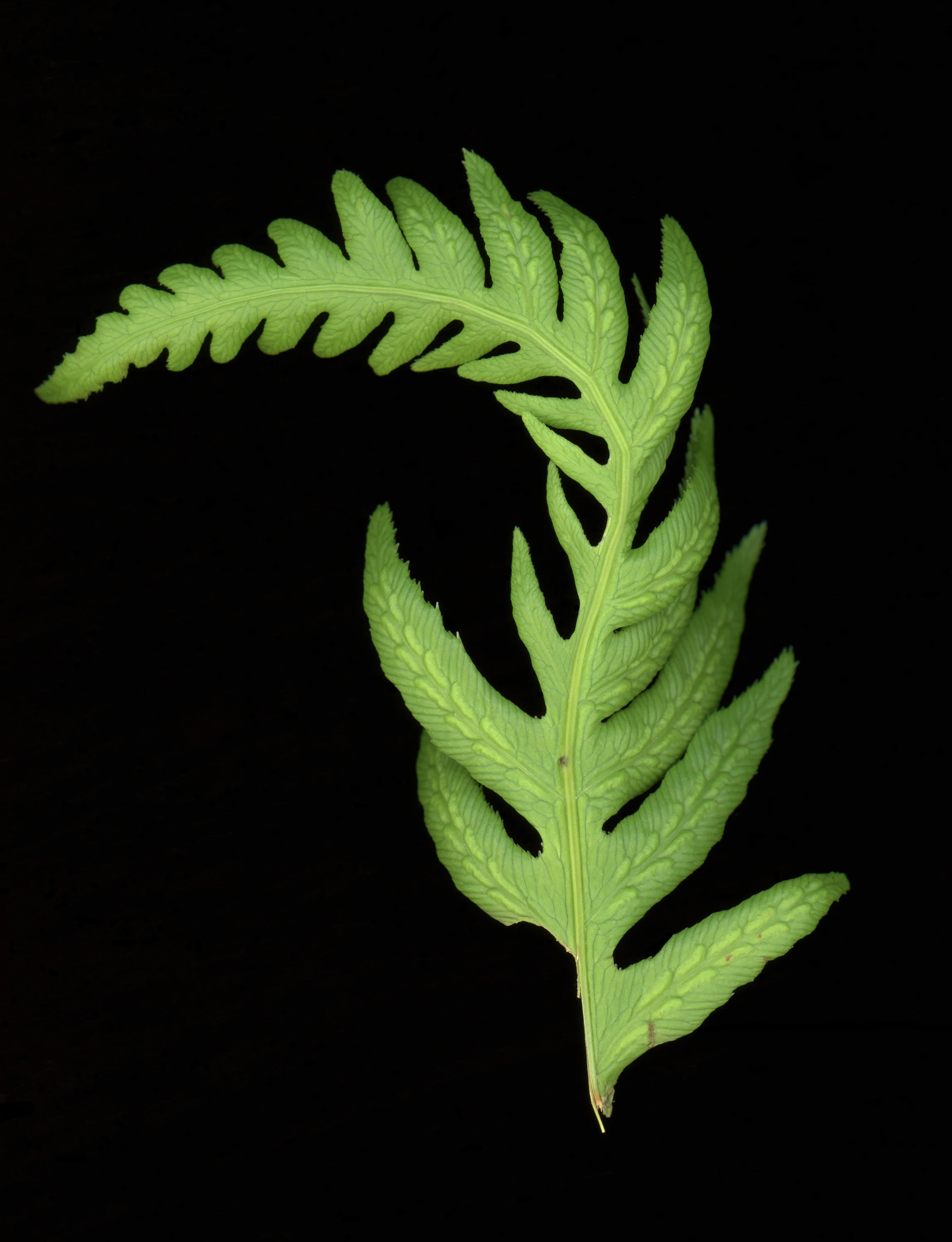 fern56.jpg