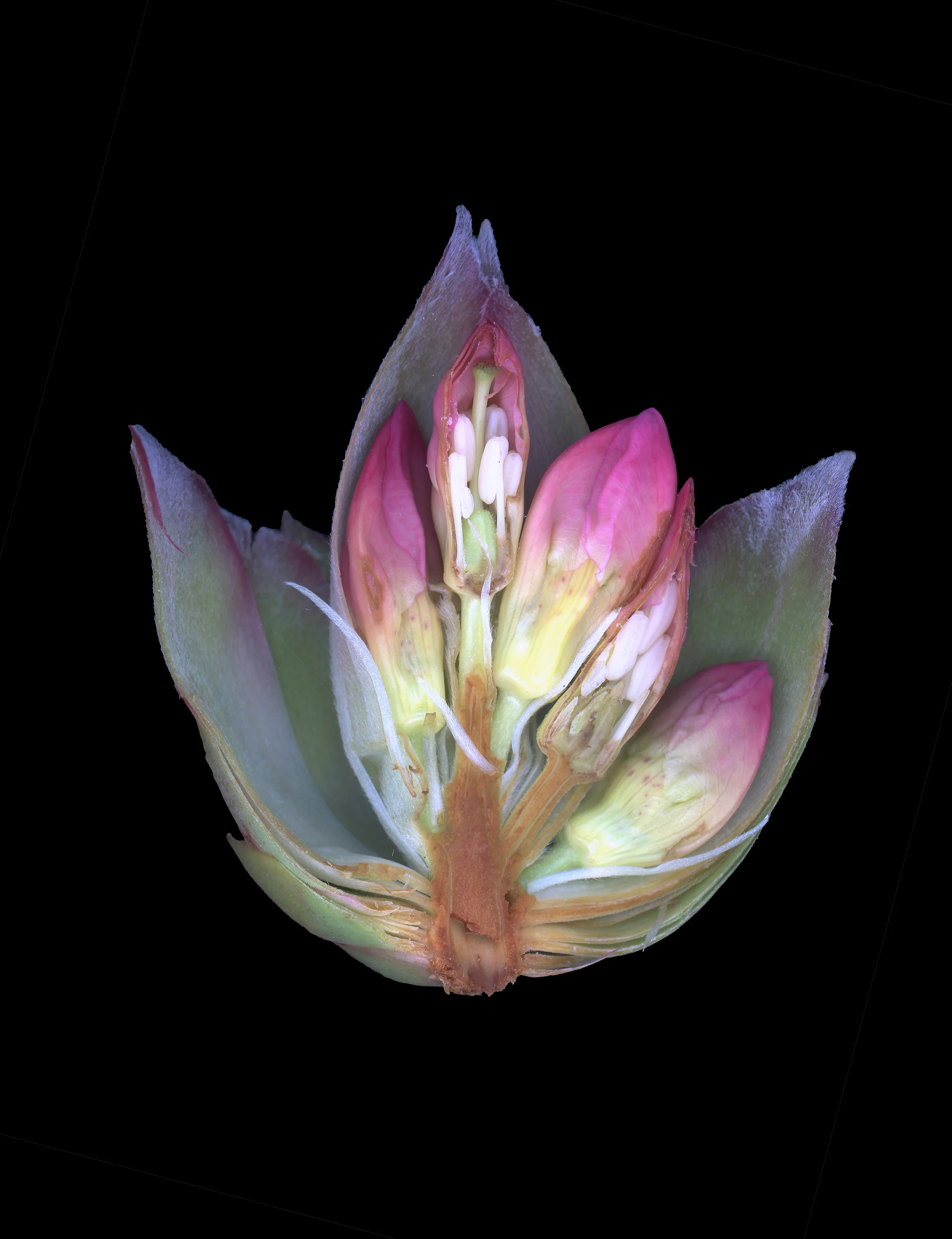 rhodie019.jpg