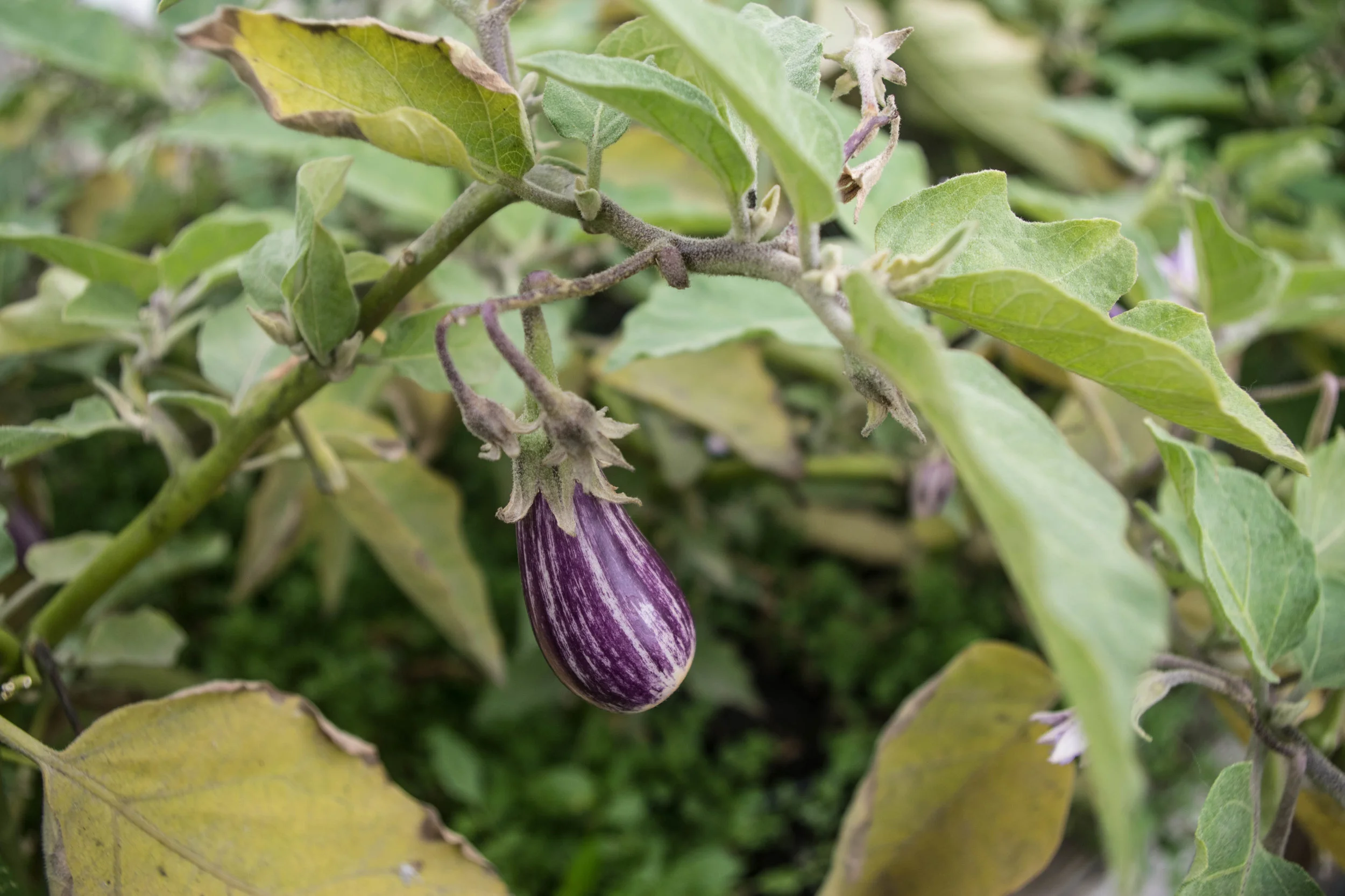 A Fairy Tale eggplant on the vine. Over the summer, Roberta’s featured the Crushed Velvet pizza made with an eggplant purée, mozzarella, pecorino, Fairy Tale eggplants, mint, sesame seeds and white balsamic vinaigrette.