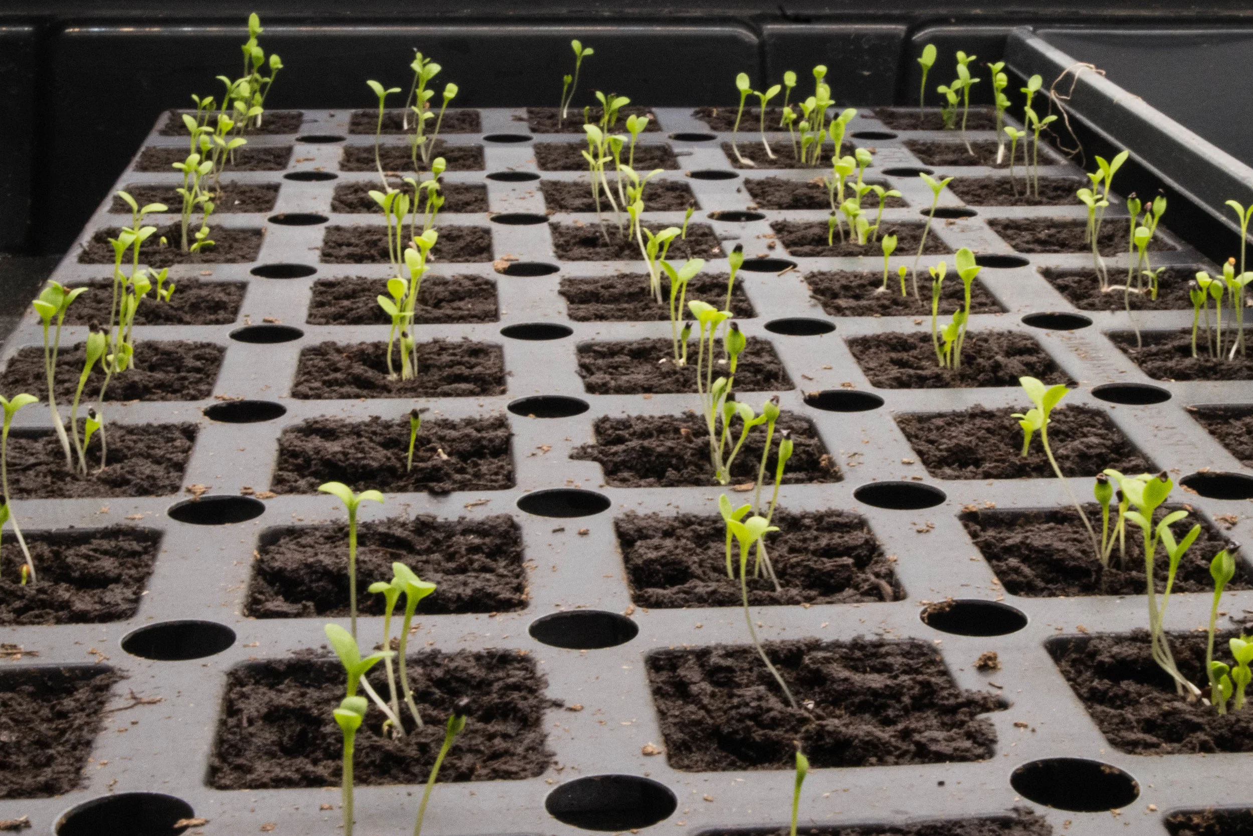 Plants sprouting at Farm.One. The company uses shelves like this stacked on top of one another to grow hundreds of herbs and plants in their basement facility.