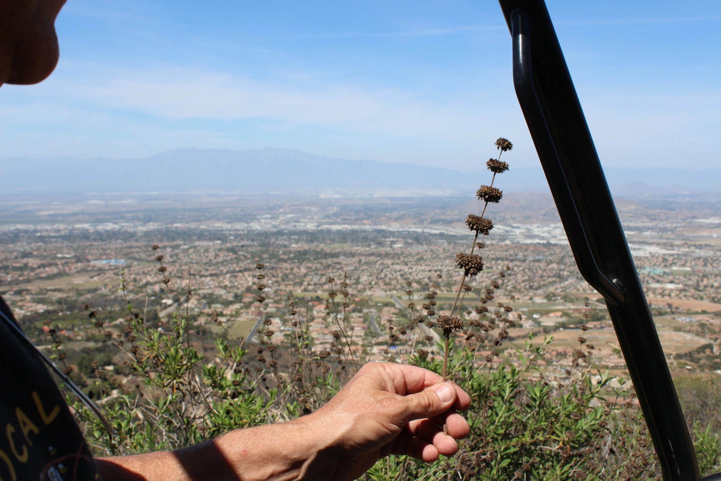 Dried up sage from last season that is used to make their black sage honey.