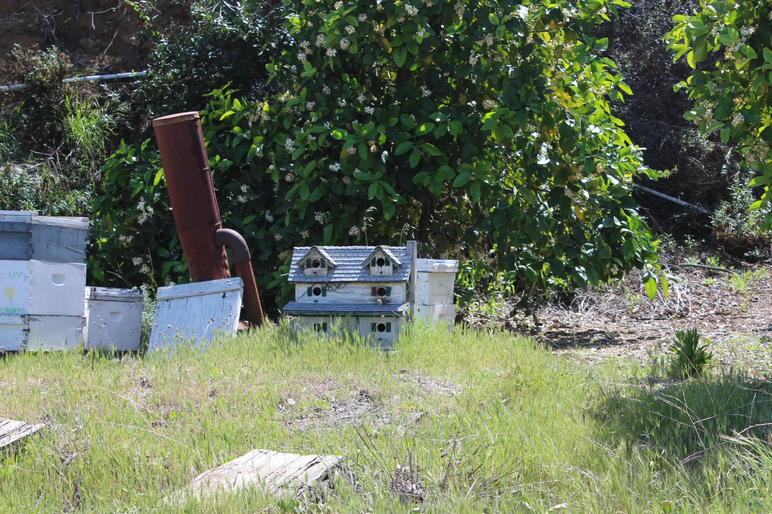 Bees decided to make their home in someones birdhouse so they brought it up to the property and now its their permanent residence