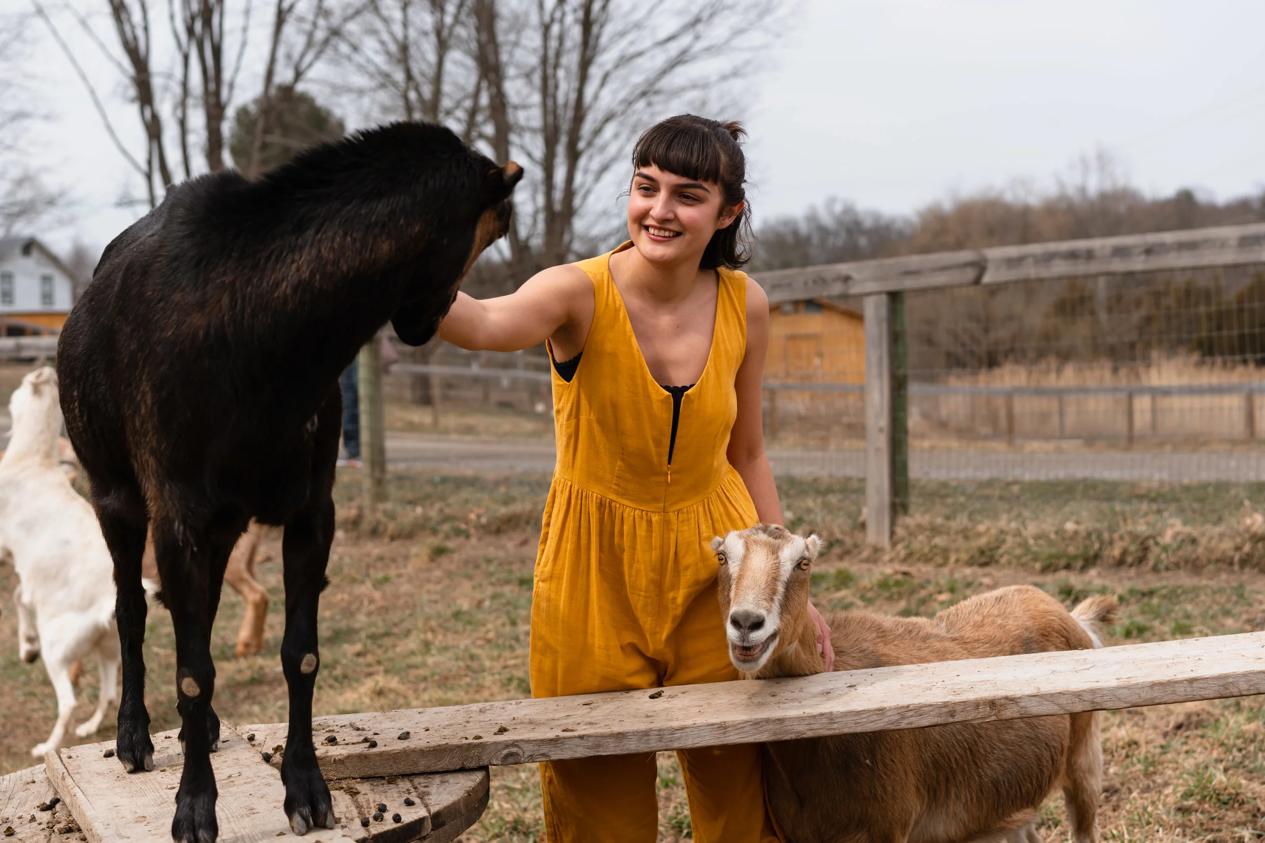 From left to right in the foreground, Tova and Sassy, the two matriarchs of the tiniest herd, rescued from the backyard butcher case.