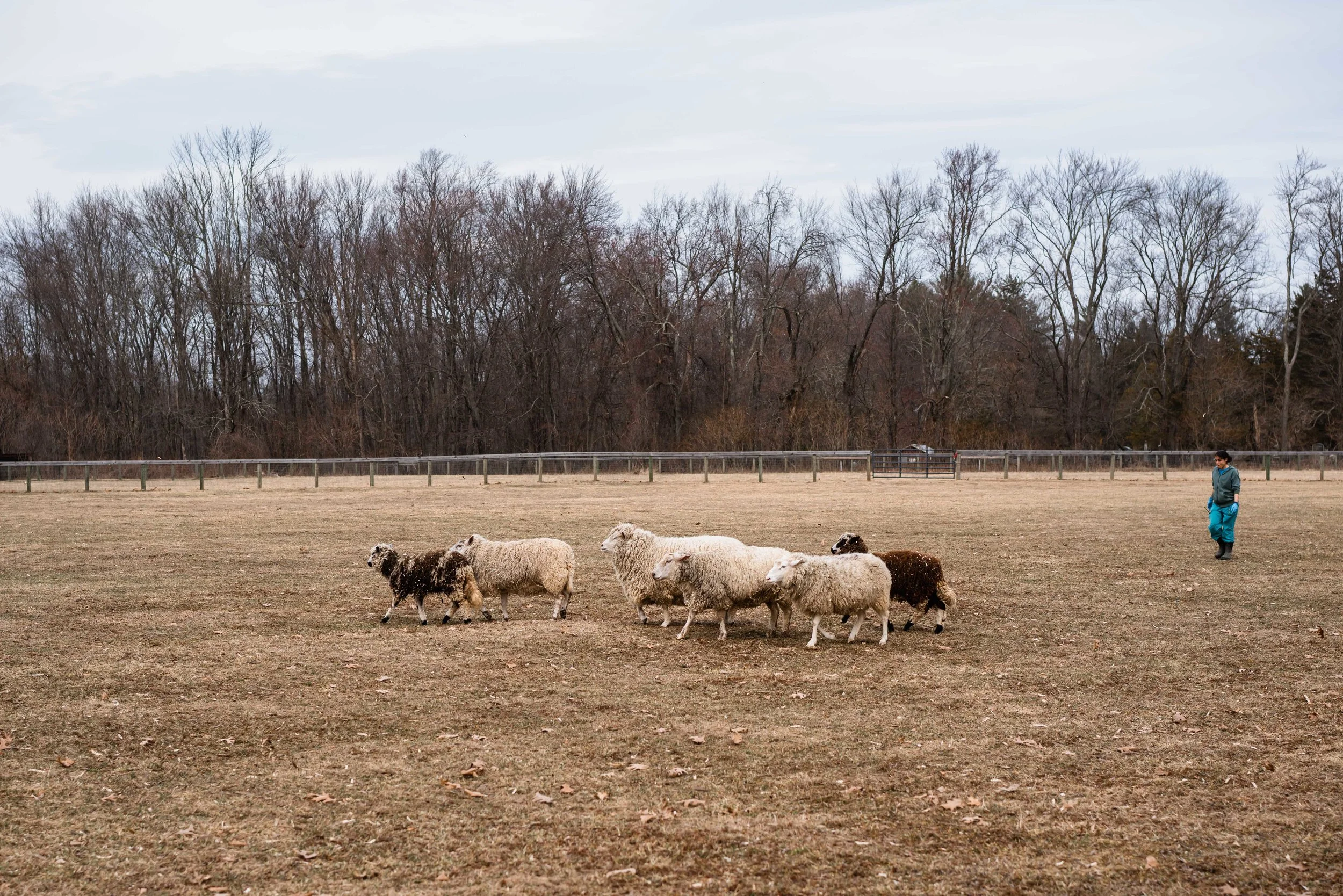 Suzanne leads the pack while her brother Gray trails behind, leading the way back in to the barn.