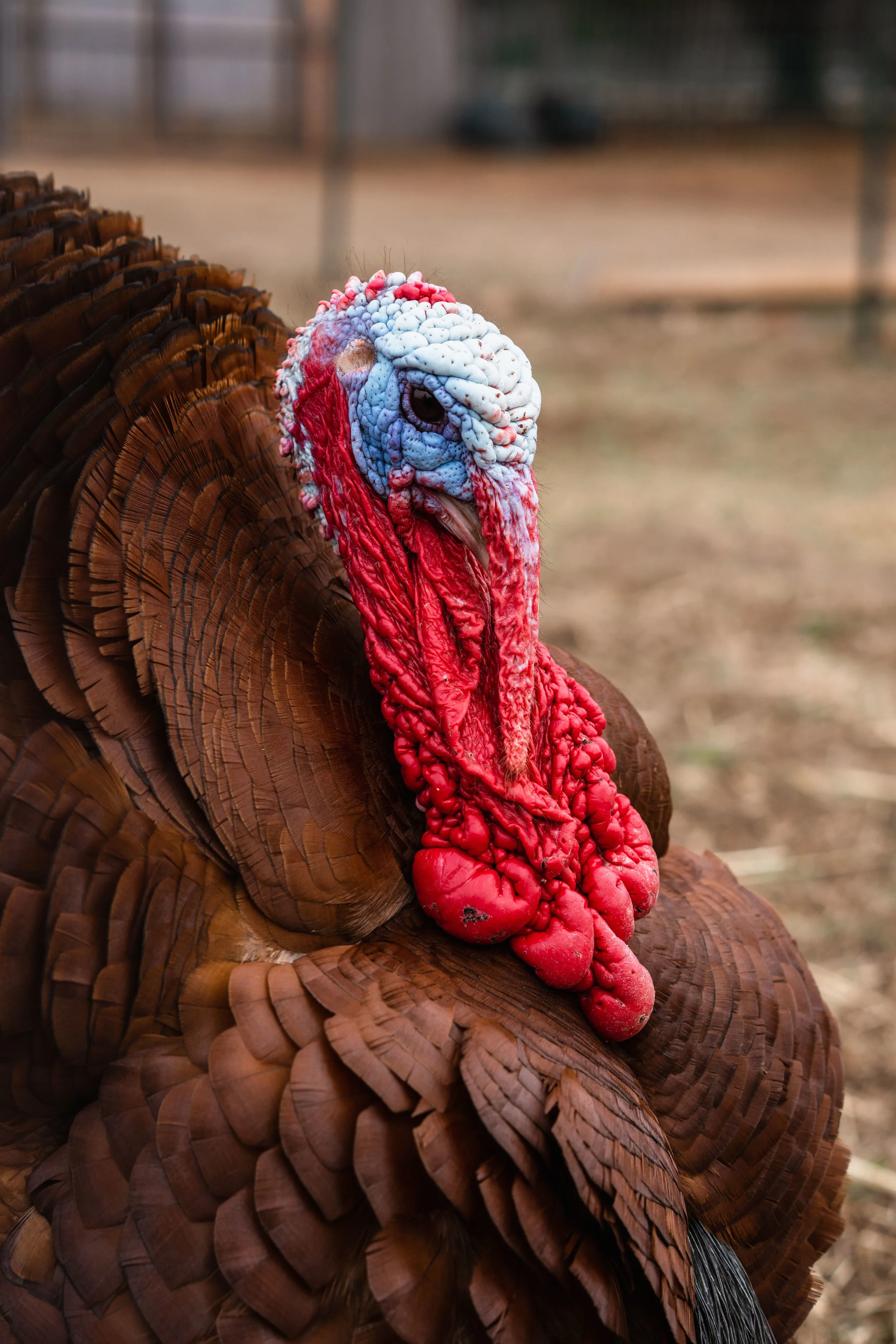 Martin the Heritage Turkey.