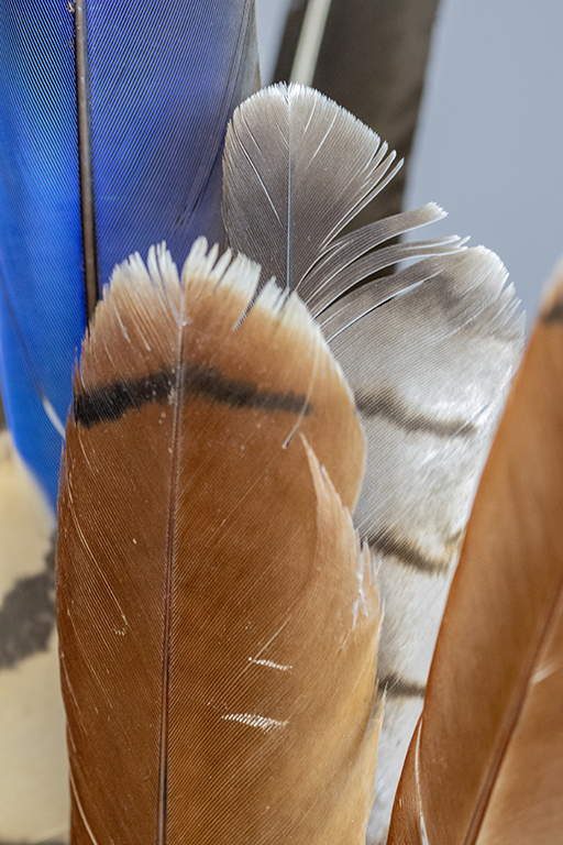 Assorted Feathers small.jpg