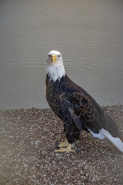 Eagle 3 small.jpg