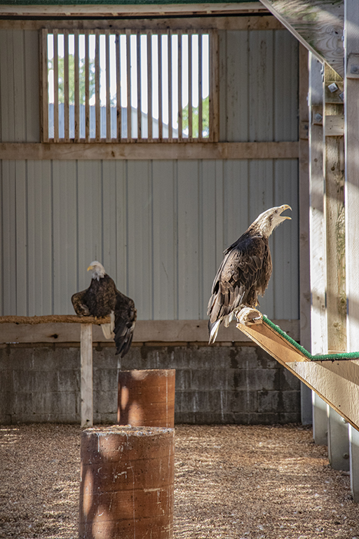Eagles 2 small.jpg