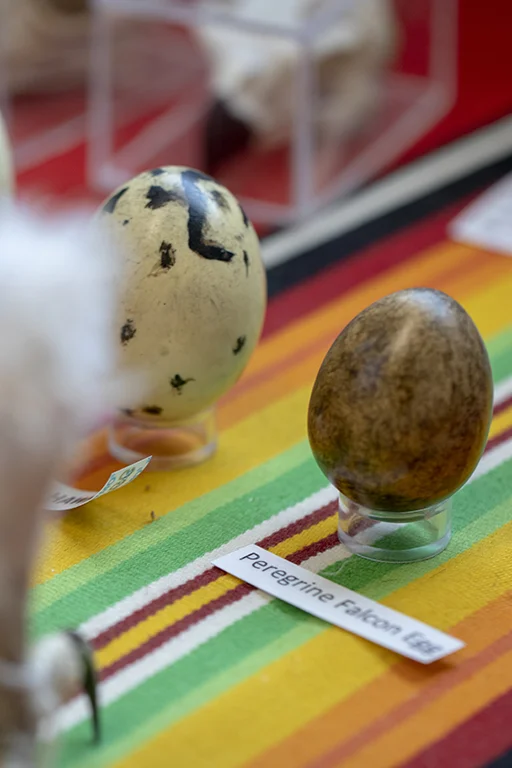 Egg smal.jpg