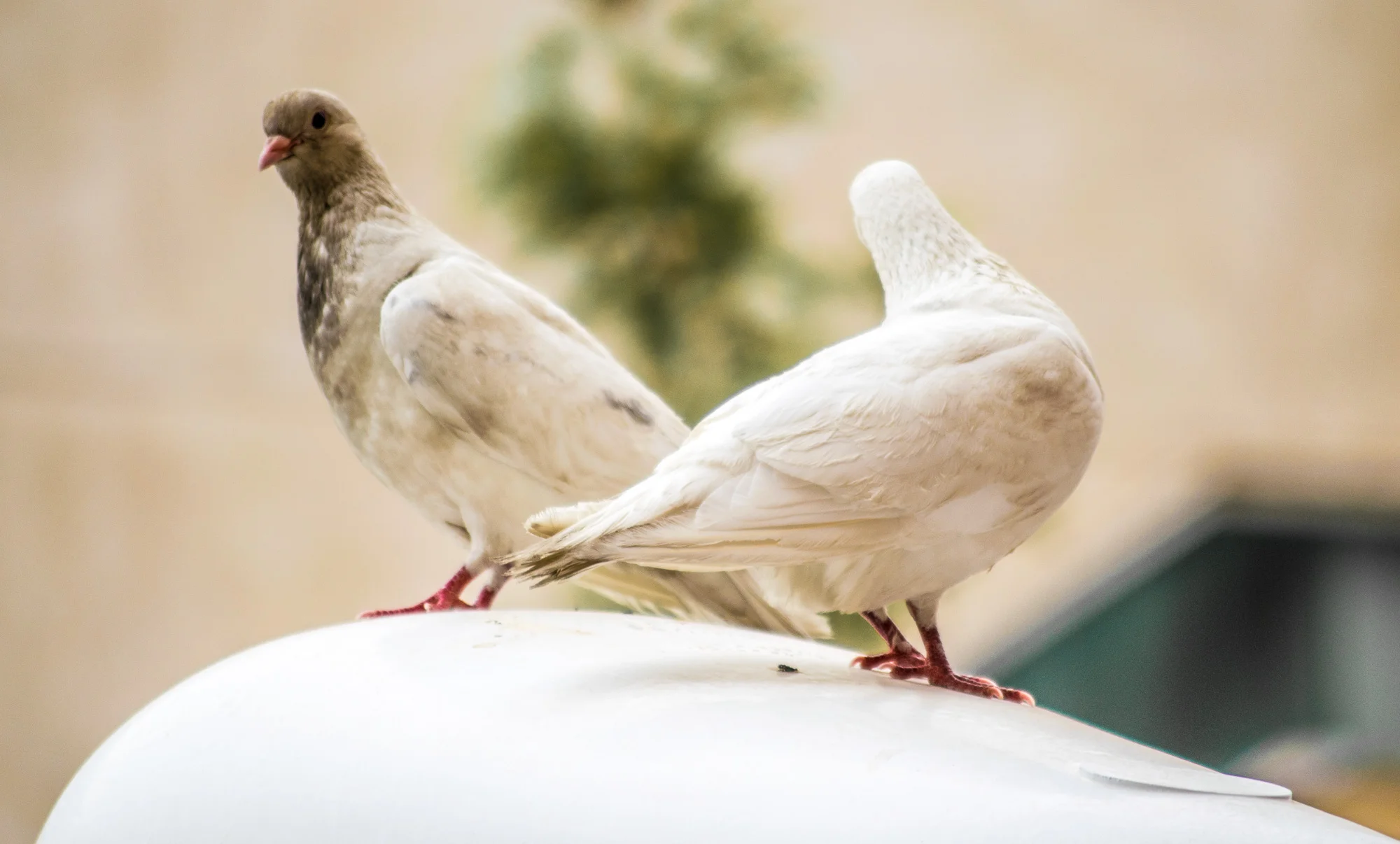 two white 'doves'.jpg