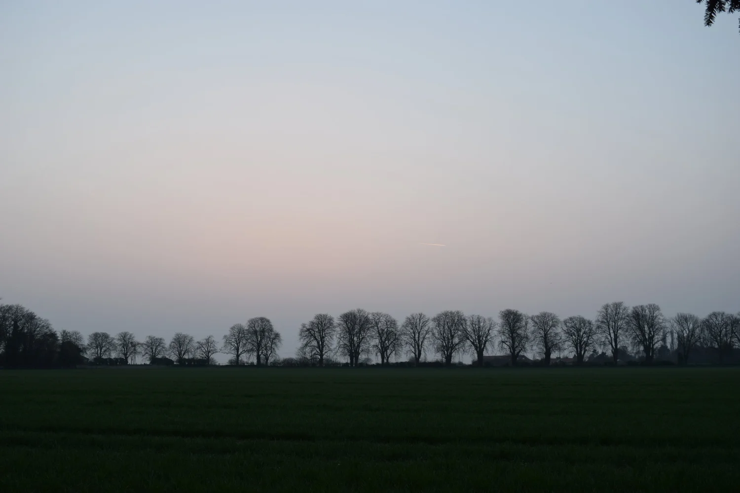 Line of Trees.jpg