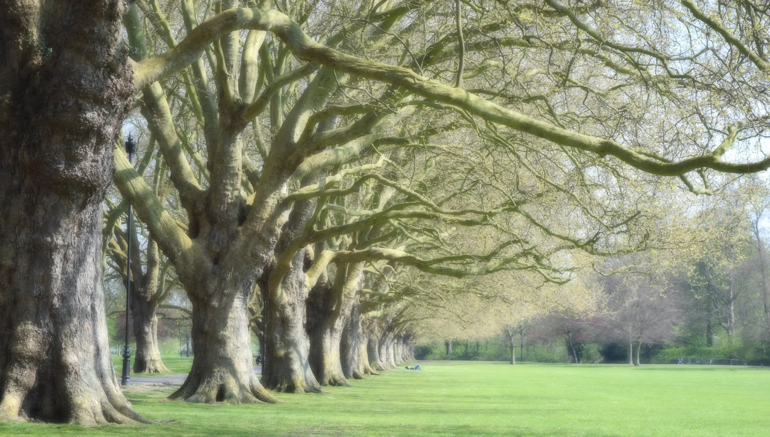 j green one side of trees.jpg