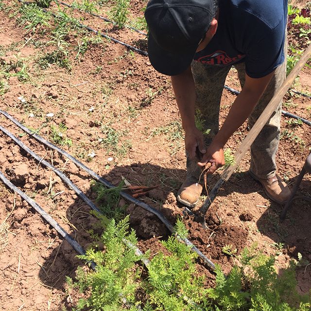 Black Mesa Farming Cooperative harvesting carrots 🥕 This is their third year farming! #farming #cooperative #csc #centerofsouthwestculture #healthyfood