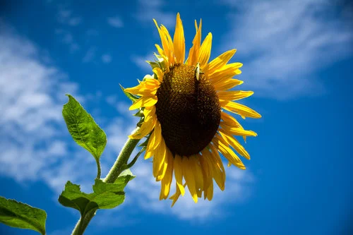 Flower.jpg