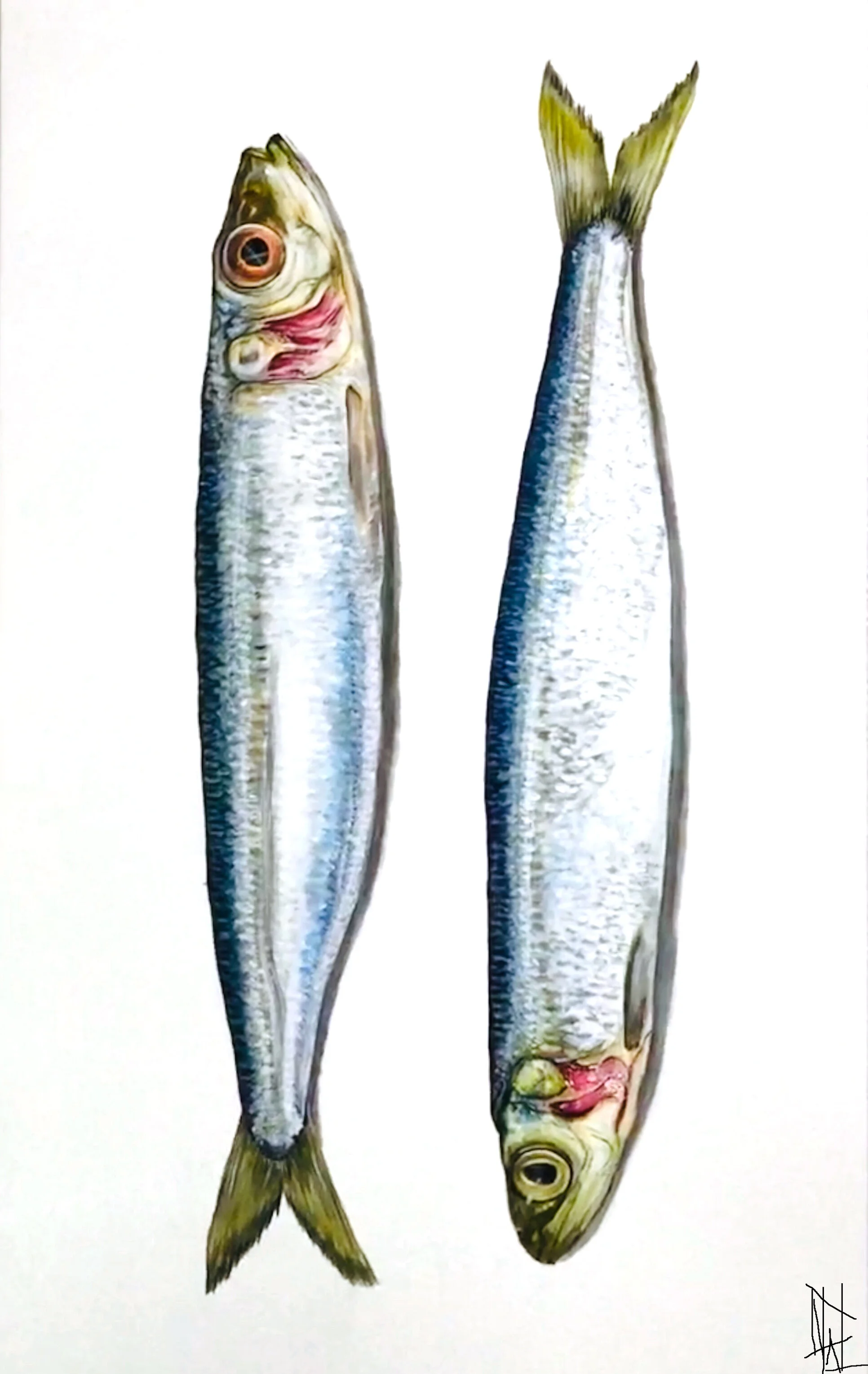 Sardines