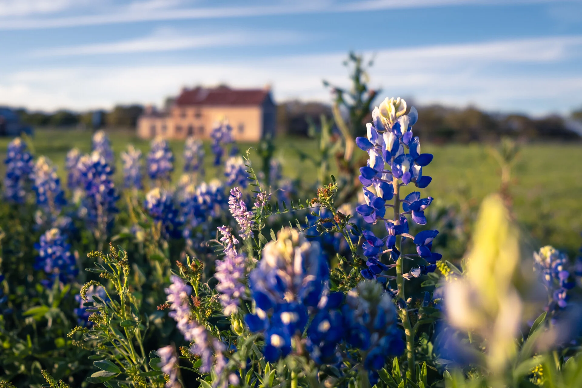 bluebonnet7.jpg
