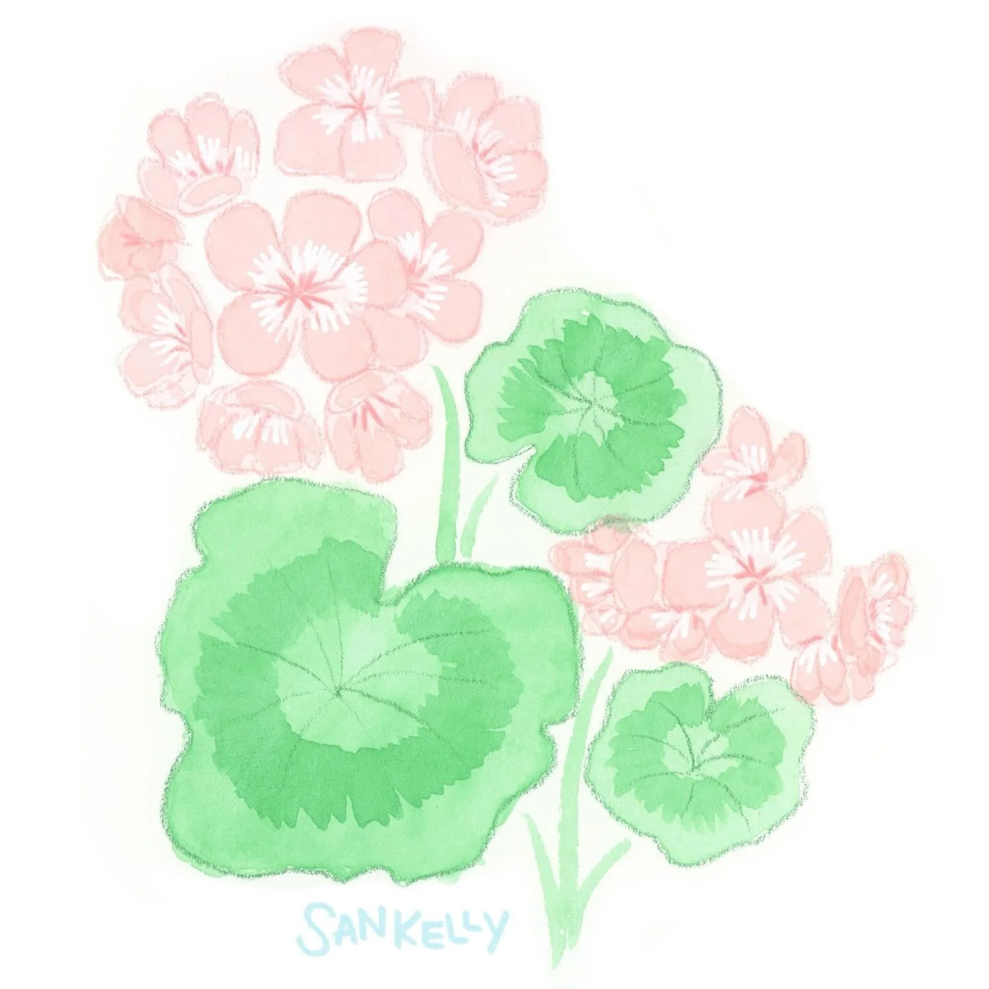 Geranium watercolor sketch. I don&rsquo;t feel like the colors are 100% accurate in this scan (the leaves are more cool toned) but it&rsquo;s close enough&hellip;! Made with @holbein_art watercolors and colored pencils.