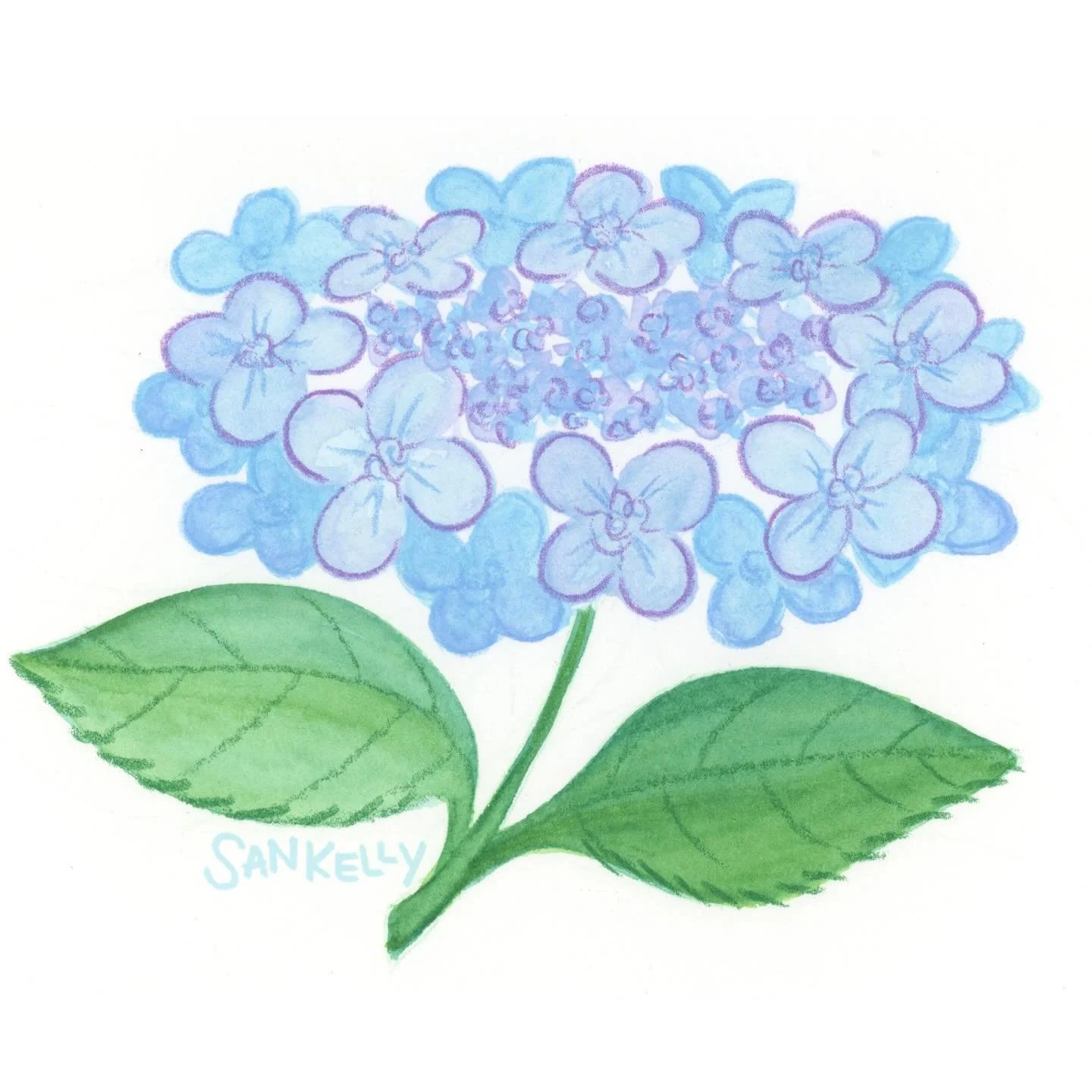 Hydrangea water color sketch! One of my favorite flowers. Made with @kuretakejapan gansai tambi watercolors and Prismacolor pencils.