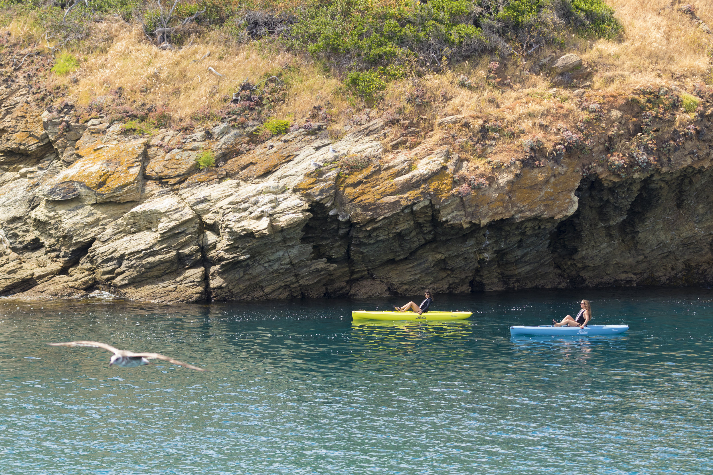 Compass_action_rec_twoboat_cliff_females_seagrass_slate_Catalina.jpg