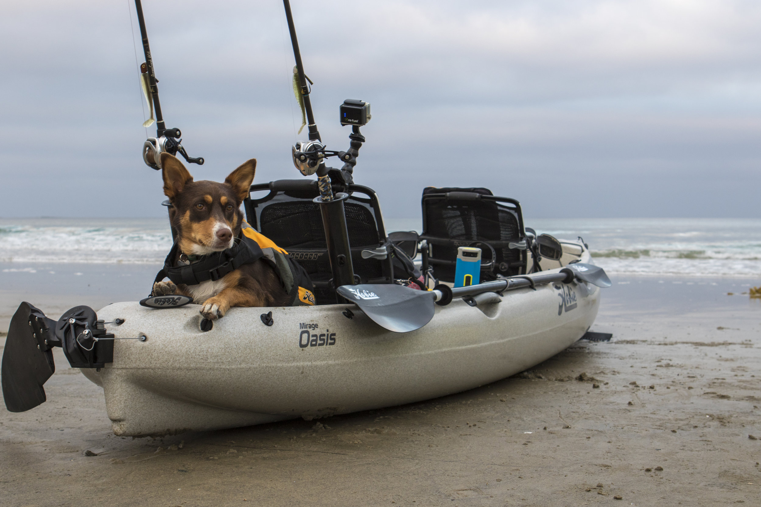 Oasis_action_fishing_beach_dog_roo_Ocean.jpg