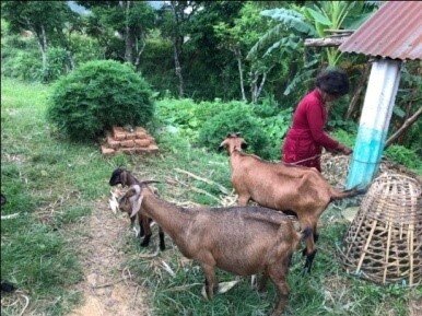 Income Generation (Goat Rearing) (2).jpg