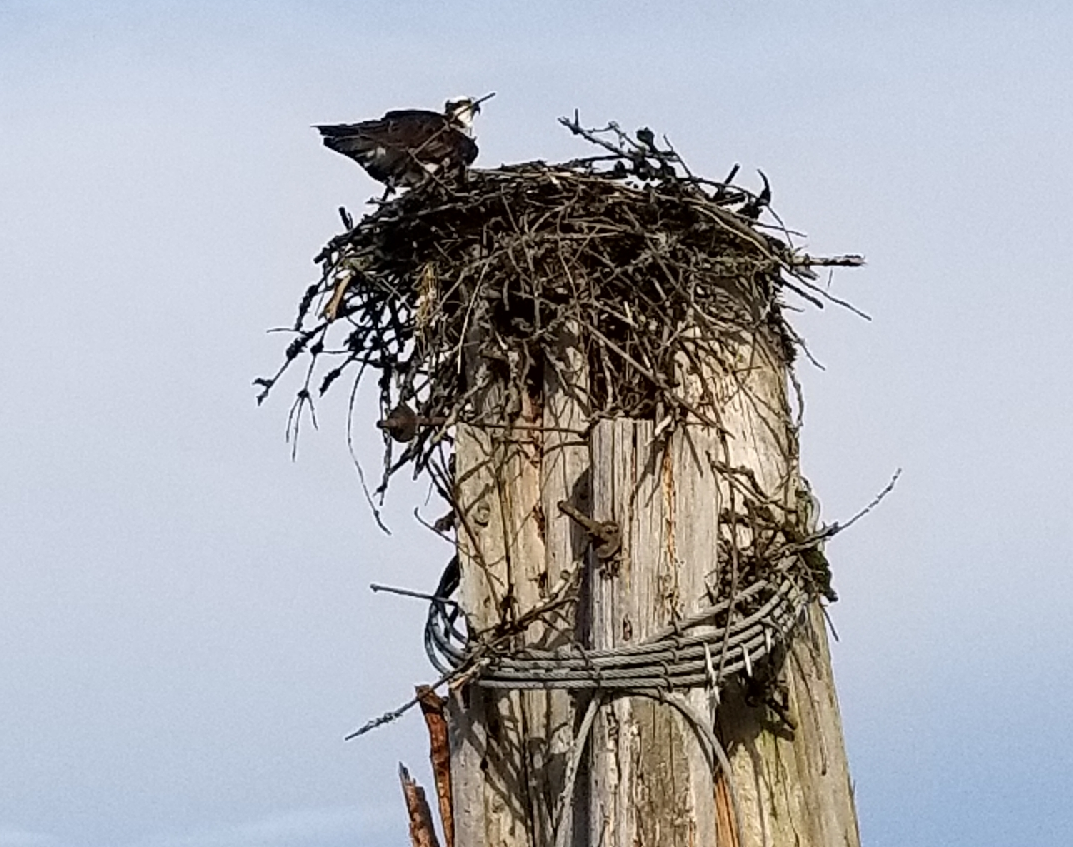 Nest.png