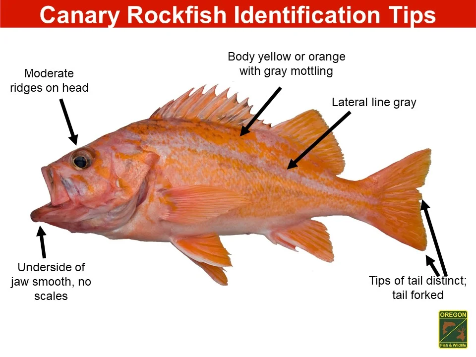 Tips: Yelloweye Rockfish or Not? — FishnSleep