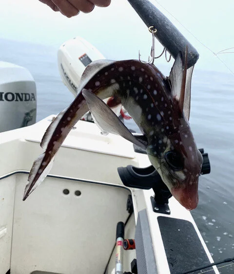 Garibaldi bottom fishing Sep 4th and 5th