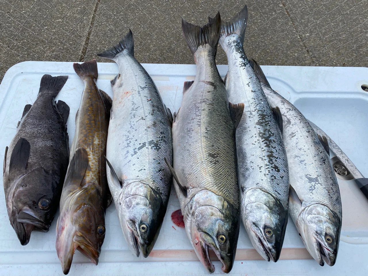 Garibaldi Coho - First Weekend of any Two Coho Sep 10th, 11th, 12th