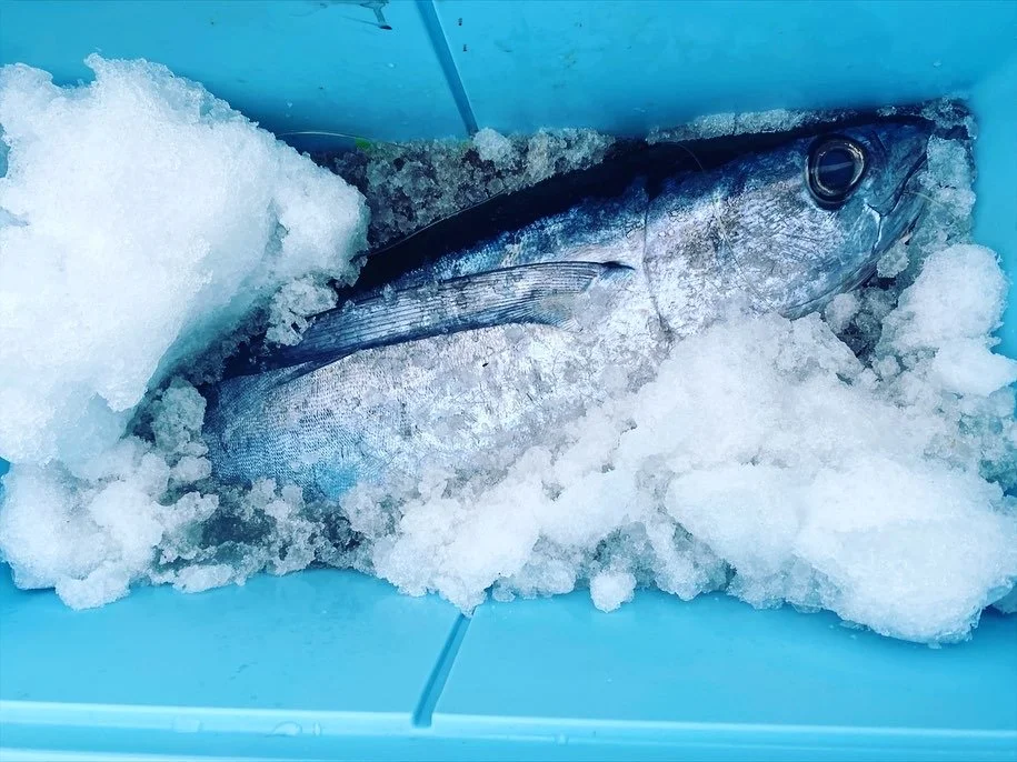 Tuna, first trip August 26th