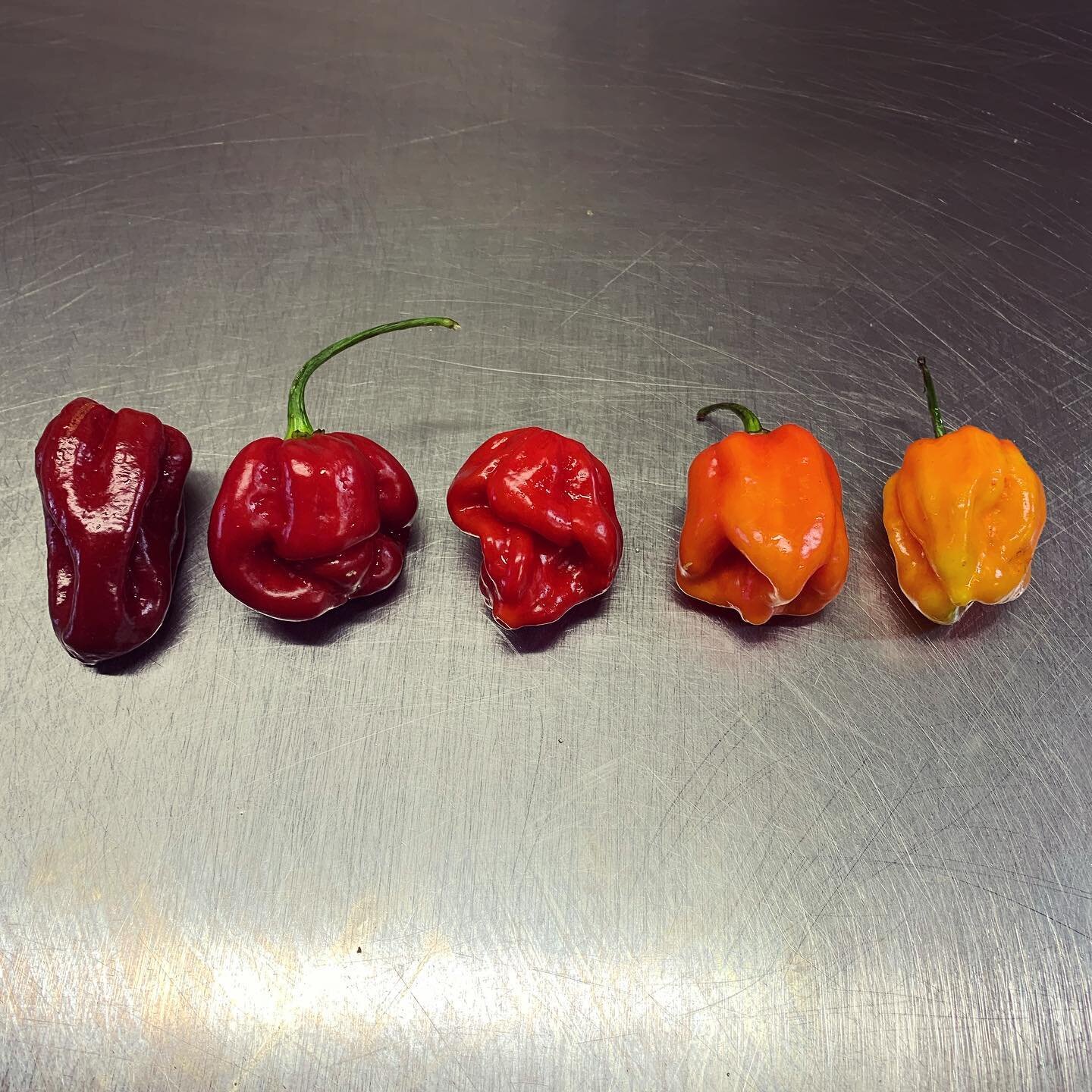 Motley crew. We gon munch these 👅

#satansgravy #chillies #scotchbonnets #tasty #burn #colourfade