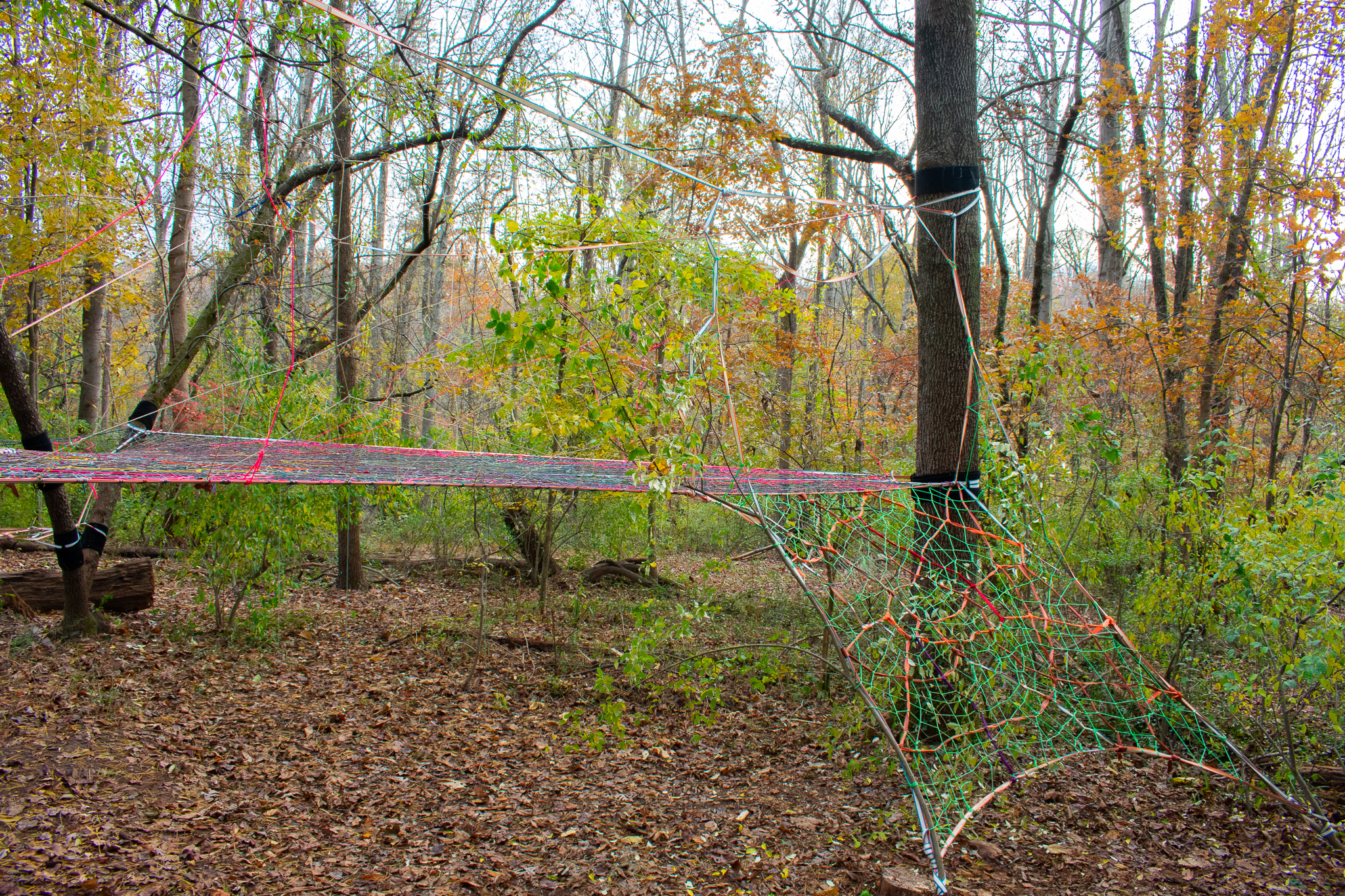 Camelback Tree Weave — Tree Weaves