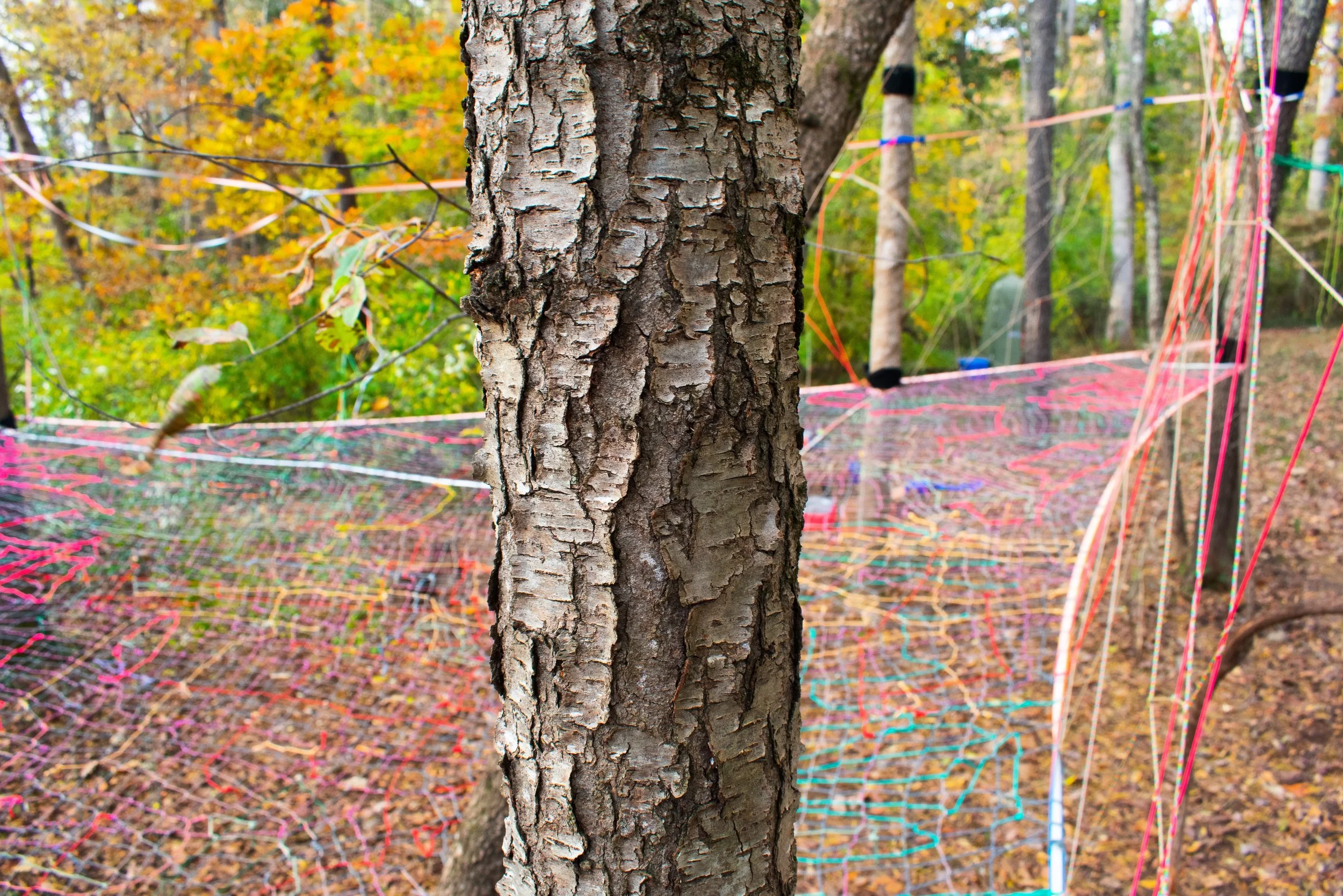 Tree Weaves is offering Scholarships to the Growing Wild Forest School in Asheville