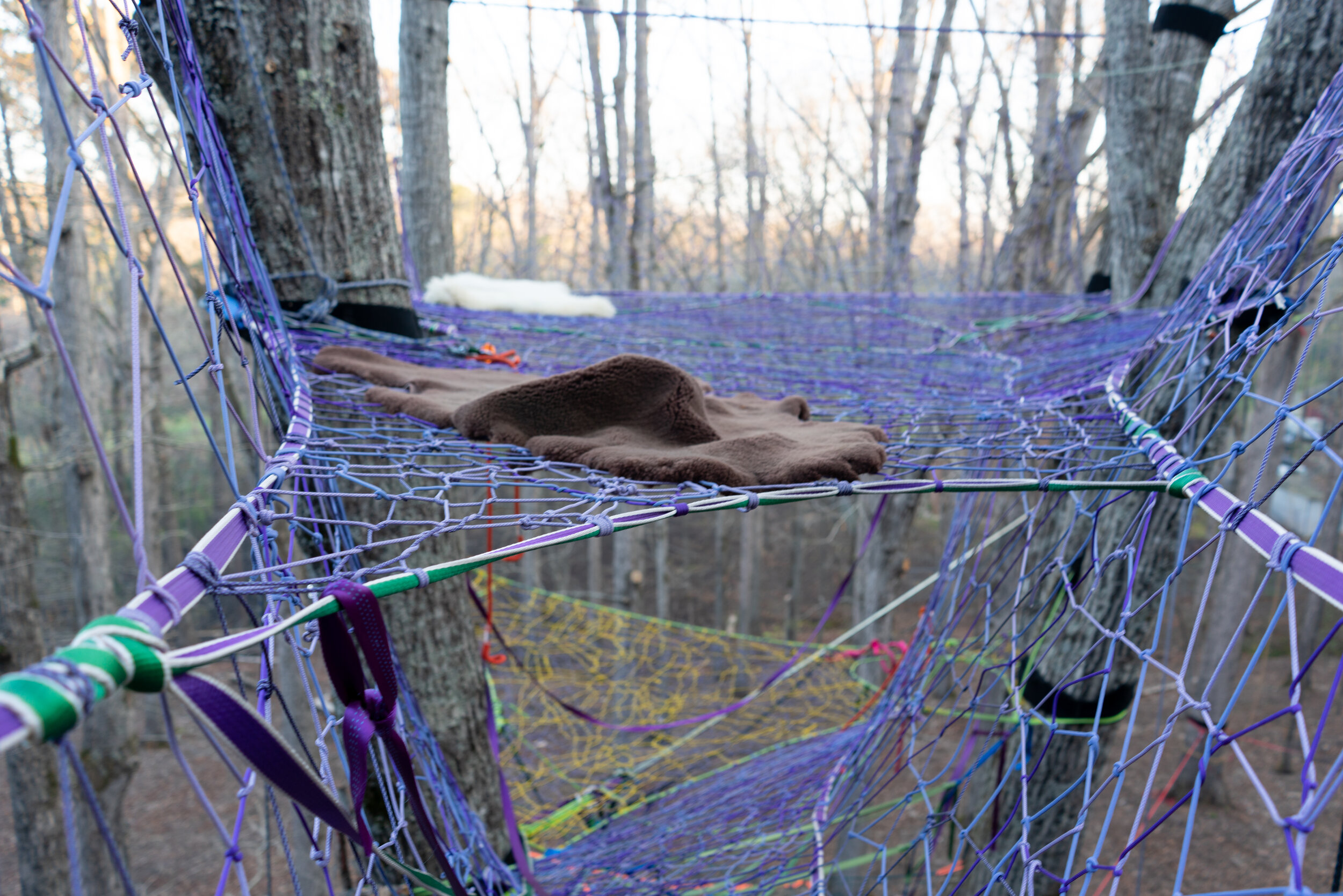 Purple Tree House.jpg