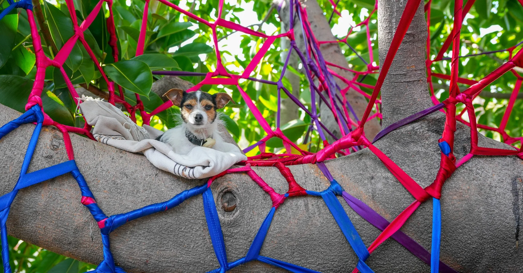 Silver Lake Tree Weave